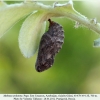 melitaea arduinna3 pupa2